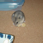 粟の穂を食べてます