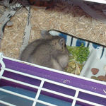 ブロッコリーを食べてます。