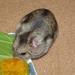 カボチャを食べるユウキ