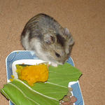 青梗菜を食べるユウキ