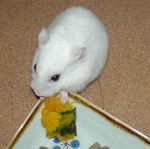 カボチャを食べるアイ