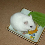 戻ってきてまたカボチャ食べてます。