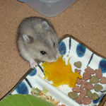 カボチャを食べてます