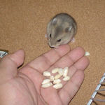 手のひらからコメコメポップ