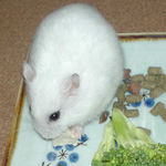 豆腐を食べるアイ