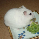 ブロッコリーを食べるアイ