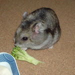 ブロッコリーを食べているユウキ