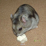 豆腐を食べているユウキ