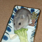 ブロッコリーを食べています