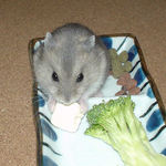 豆腐を食べてます