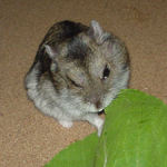 青梗菜を食べるユウキ