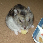 チーズを食べるユウキ