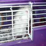 ケージ登りを始めています。