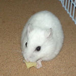 チーズを食べるアイ