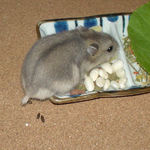 食べながらポロポロとフンが4つ