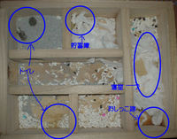 地下型巣箱の使用状況(アイ)