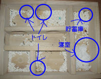 地下型巣箱の使用状況(ユウキ)