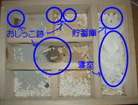 地下型巣箱の使用状況(アイ)