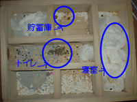 地下型巣箱の使用状況(アイ)