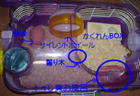 コウキのケージ