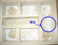 地下型巣箱の使用状況(ユウキ)