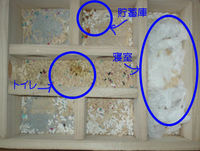 地下型巣箱の使用状況(アイ)