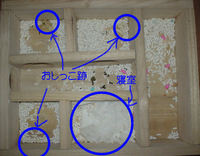 地下型巣箱の使用状況(ユウキ)