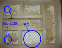 地下型巣箱の使用状況(ユウキ)