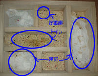 地下型巣箱の使用状況(アイ)