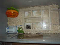 衣装ケースケージに引越し