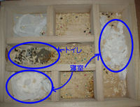 地下型巣箱の使用状況(アイ)