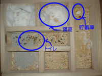 地下型巣箱の使用状況(アイ)