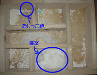 地下型巣箱の使用状況(ユウキ)