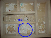 地下型巣箱の使用状況(ユウキ)