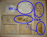 地下型巣箱の使用状況(アイ)