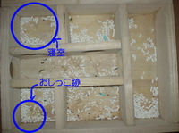地下型巣箱の使用状況(ユウキ)