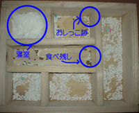 地下型巣箱の使用状況(ユウキ)