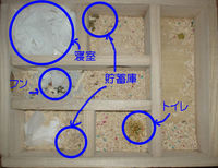 地下型巣箱の使用状況(アイ)