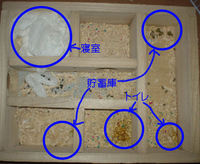 地下型巣箱の使用状況(アイ)