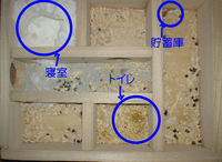 地下型巣箱の使用状況(アイ)