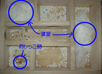 地下型巣箱の使用状況(ユウキ)