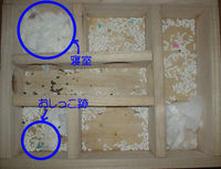 地下型巣箱の使用状況(ユウキ)