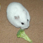 ブロッコリーを食べるアイ