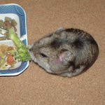 ユウキはブロッコリーに齧りついています