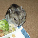 煮干を食べるユウキ