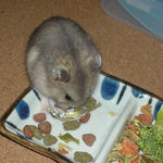 煮干を食べています