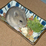 ちびっこクロワッサンに齧りついています