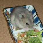 ブロッコリーを食べています