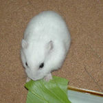 青梗菜を食べるアイ