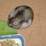 青梗菜を食べるユウキ